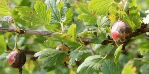 Glavne bolesti i štetočine ogrozda i njihova kontrola